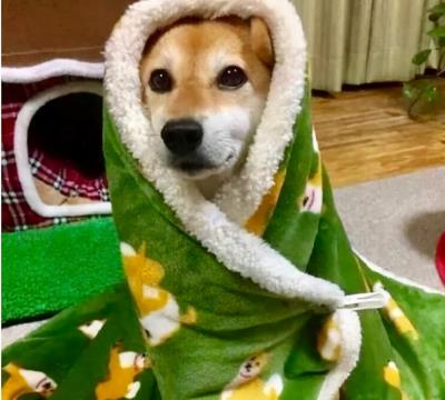 狗狗无故惨叫抽搐后腿无力(狗狗发抖的7大原因)