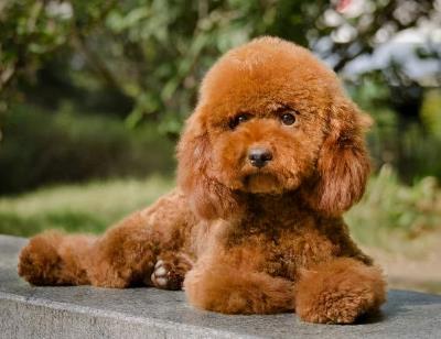 一岁多的泰迪怎么养(泰迪一生的饲养全攻略)