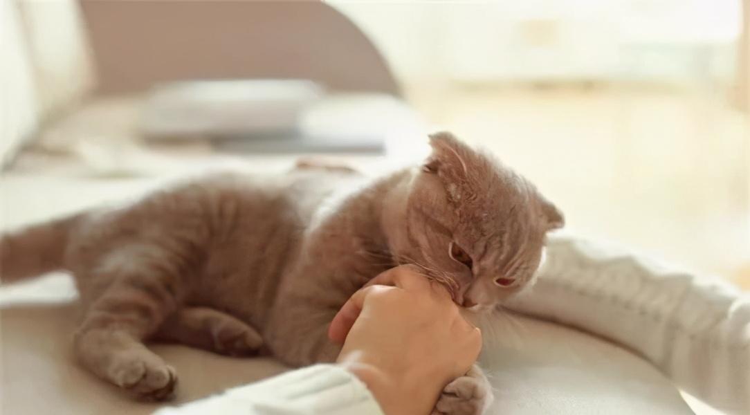 猫把人咬出血了会愧疚吗（小猫咪爱咬人怎么办）