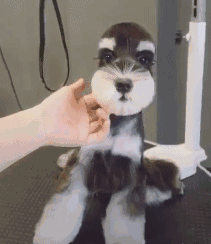 雪纳瑞狗好不好养(详解:养雪纳瑞的好处与坏处)