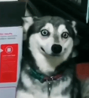 了解哈士奇价格一览表（哈士奇多少钱一只）