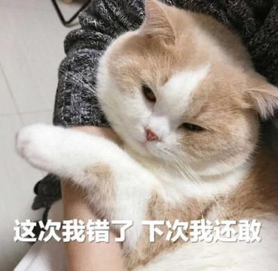 猫咪舔主人的手脚是什么意思