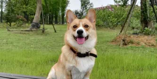 判断狗狗有没有被骑的方法（怎么判断狗狗有没有被骑）