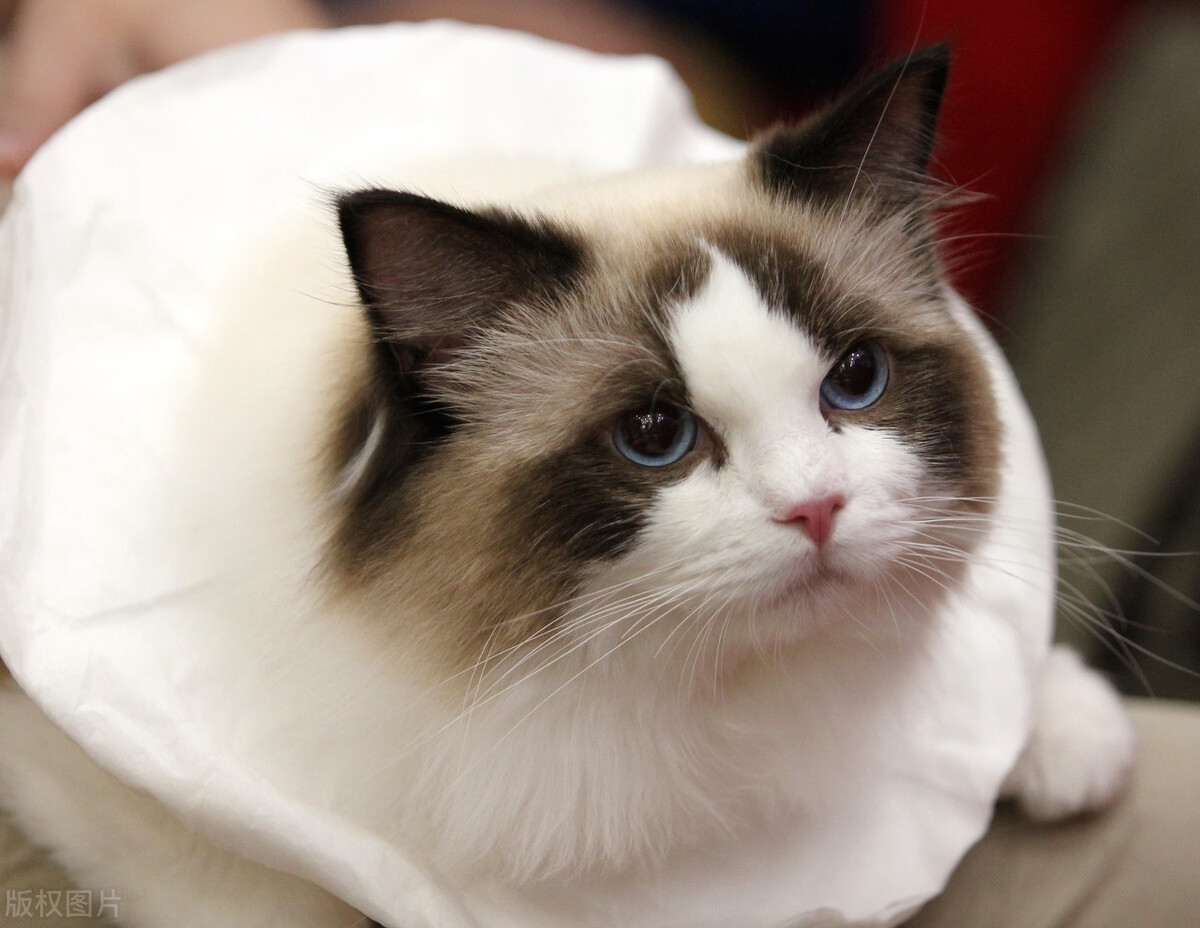 布偶猫海双和蓝双有什么区别（详解：双色布偶猫哪个更好看更贵）