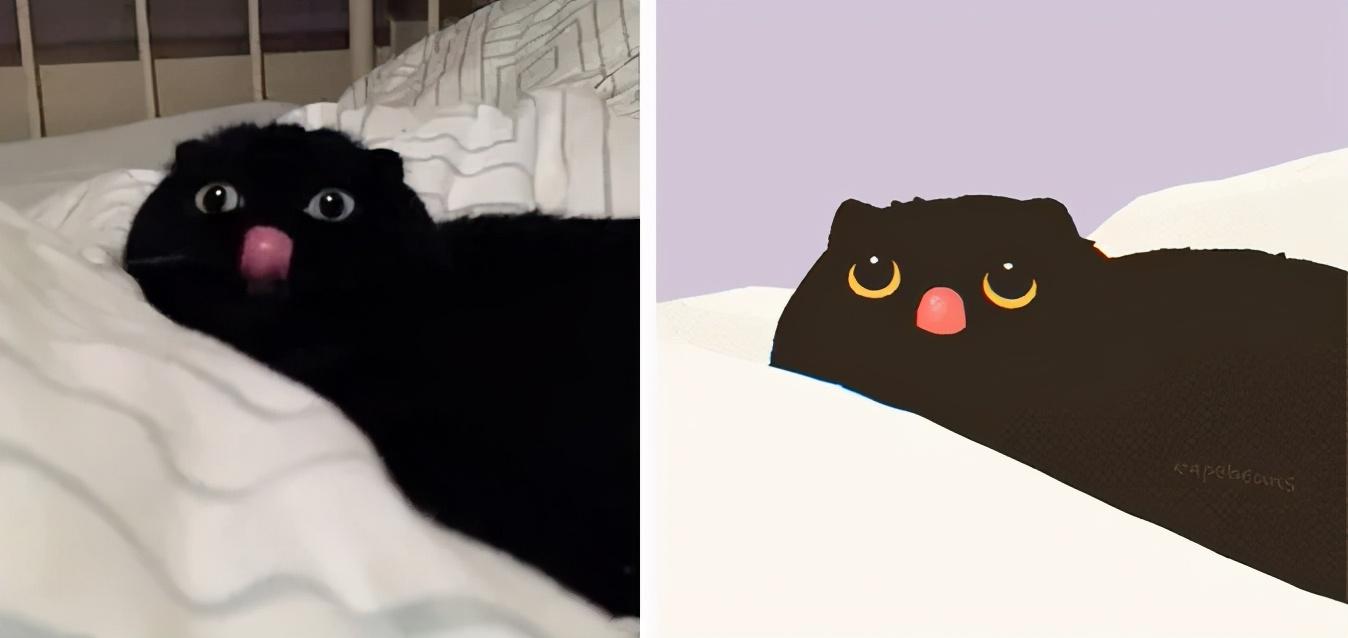 治愈人的猫咪图片合集（盘点抖音最火的猫猫头像）