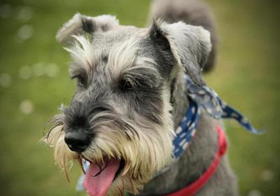 狗狗刚到家拉稀呕吐