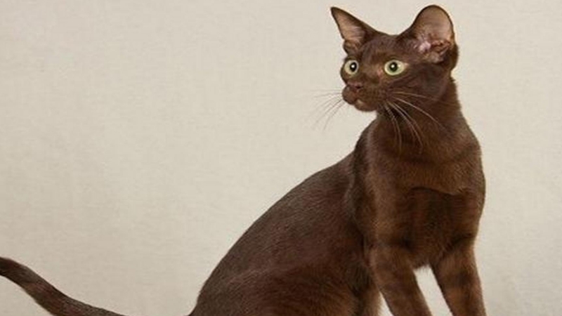 大黑猫图片(详解:5种不同纯黑色猫品种图)