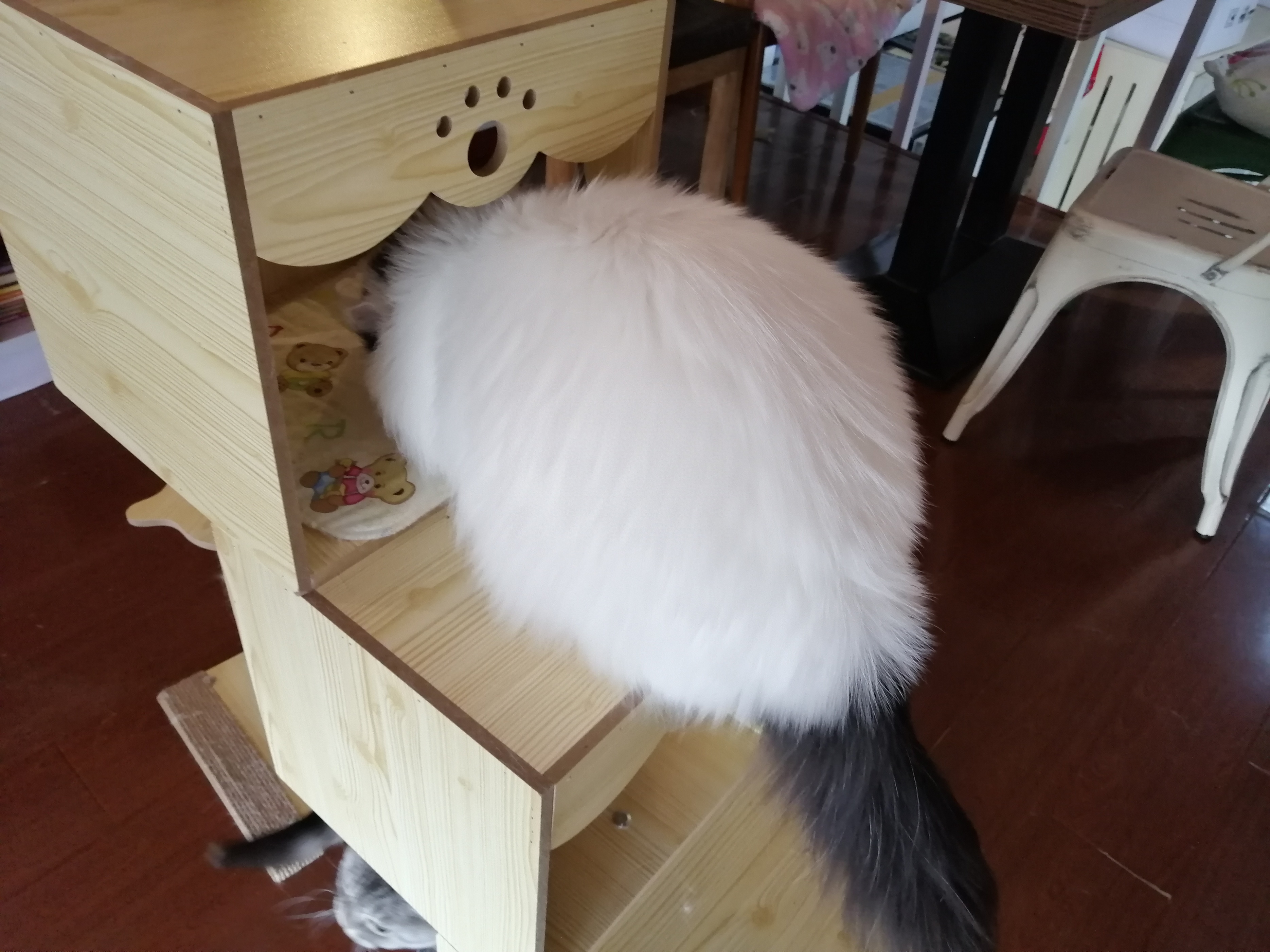 狸花猫在风水上有何说法(附:狸花猫是日常常见的猫优点胜过缺点)