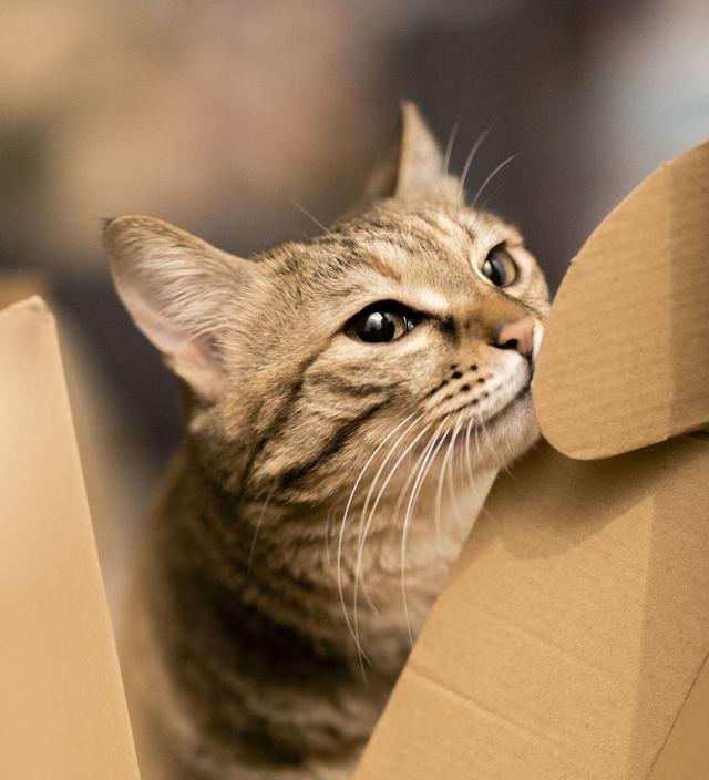 建议养狸花猫的六大好处（狸花猫好养吗）