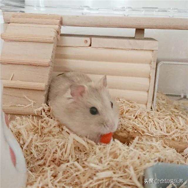 银狐仓鼠怎样才亲近主人(带你了解养银狐仓鼠的妙招)