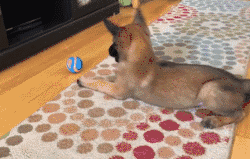 马犬如何看品相(详解:挑选马犬幼犬的小窍门)