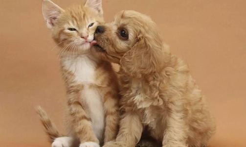 猫和狗为什么是天敌(猫和狗为什么是天敌民间传说)