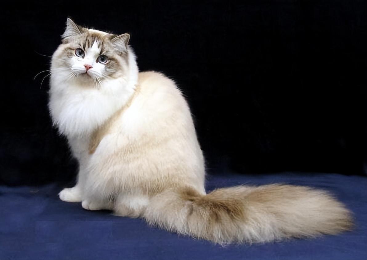 猫的图片大全大图侧面（看图识小猫猫品种大全）