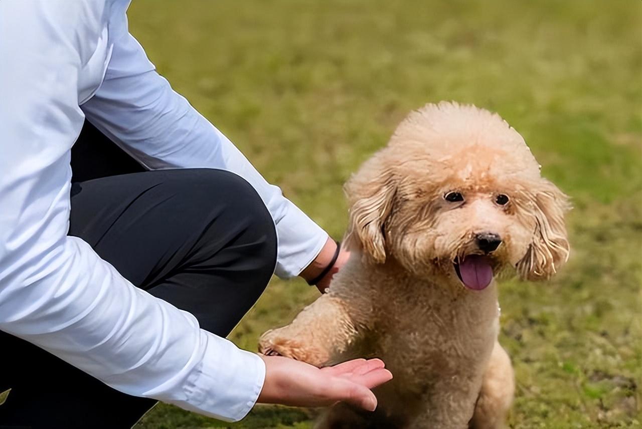盘点六大适合新手养的狗狗(新手养什么狗最省心)