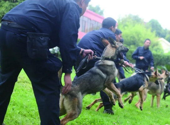 建议养昆明犬的7个优点（昆明犬真的适合家养吗）