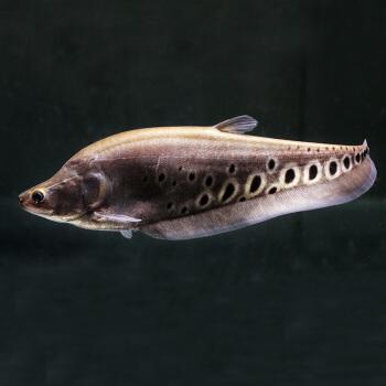 淡水观赏鱼种类大全及名字及图片（淡水观赏鱼排行榜）