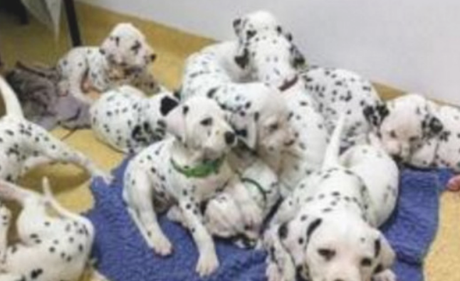 家中小狗生下一窝麦町犬，趴成一堆萌怪许多人，真是太有阵仗了