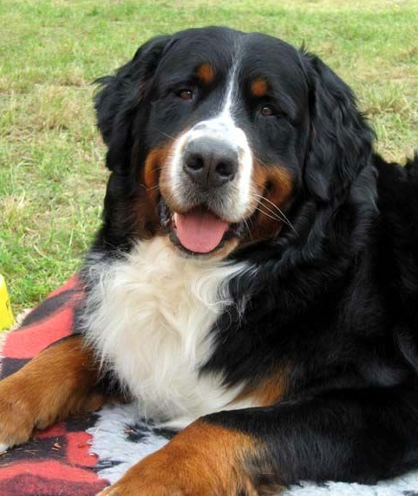 伯恩山犬如何养（详解：养伯恩山犬的好处和坏处）