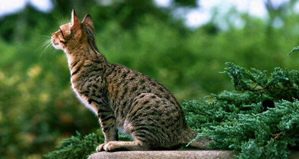 世界十大禁养名猫有哪些（附：不建议养的10种违法猫咪）