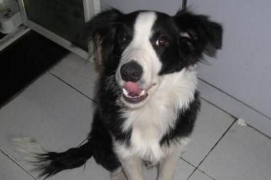 为什么养边牧的人很少（告诉你10个不养边牧的理由）