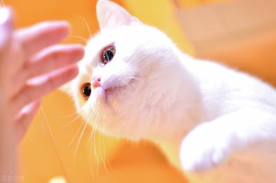 猫咪多久驱一次虫(不出门的猫多久驱虫一次好)