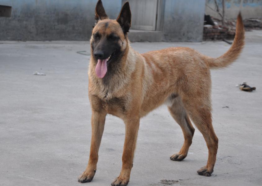 赛级马犬多少RMB一只（附：幼犬比成年马犬还要贵）