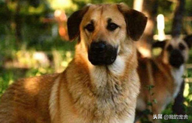 大型雪橇犬种类介绍（详解：雪橇犬有哪几种）