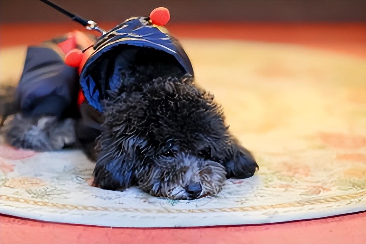 了解贵宾犬价格一览表（贵宾犬多少钱一只）