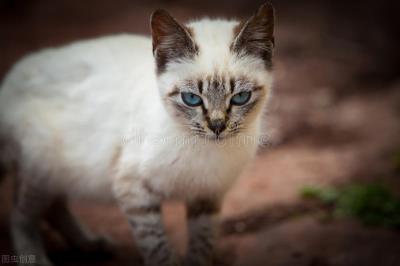 猫咪有口炎怎么治疗(治疗猫咪口炎最有效的药)