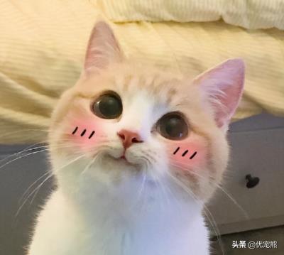 猫鼻子干怎么回事