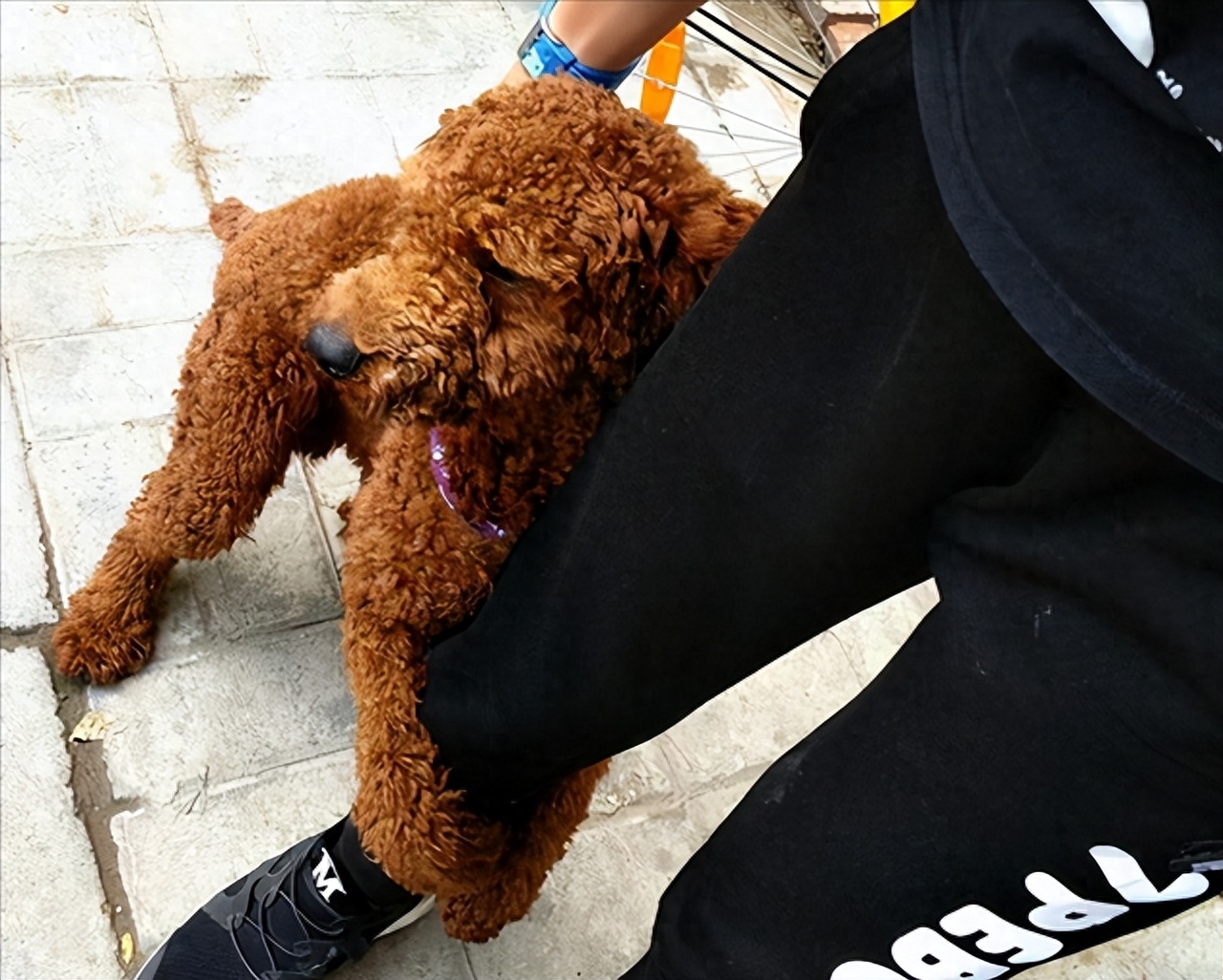 泰迪为什么老是做流氓动作(附:泰迪喜欢“骑跨行为”的原因)