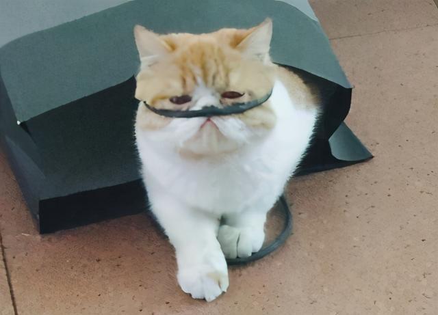 猫能吃鸡骨头吗(猫可以吃鸡骨头吗)