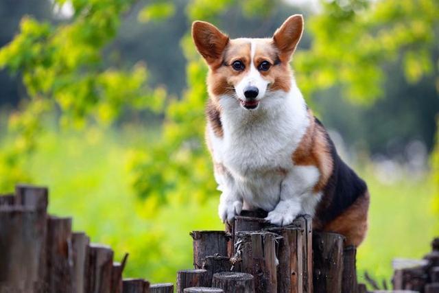 教你挑选纯种柯基犬的六个方法（纯种柯基犬有哪些特征）