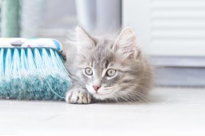 猫咪眼睛发炎会自愈吗（猫咪眼睛发炎用什么眼药水）