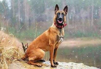 马犬不打疫苗能活的久吗（附：马犬多少钱一针疫苗）