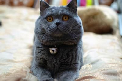 6种常见宠物猫的价格（宠物猫大全及价格图片）