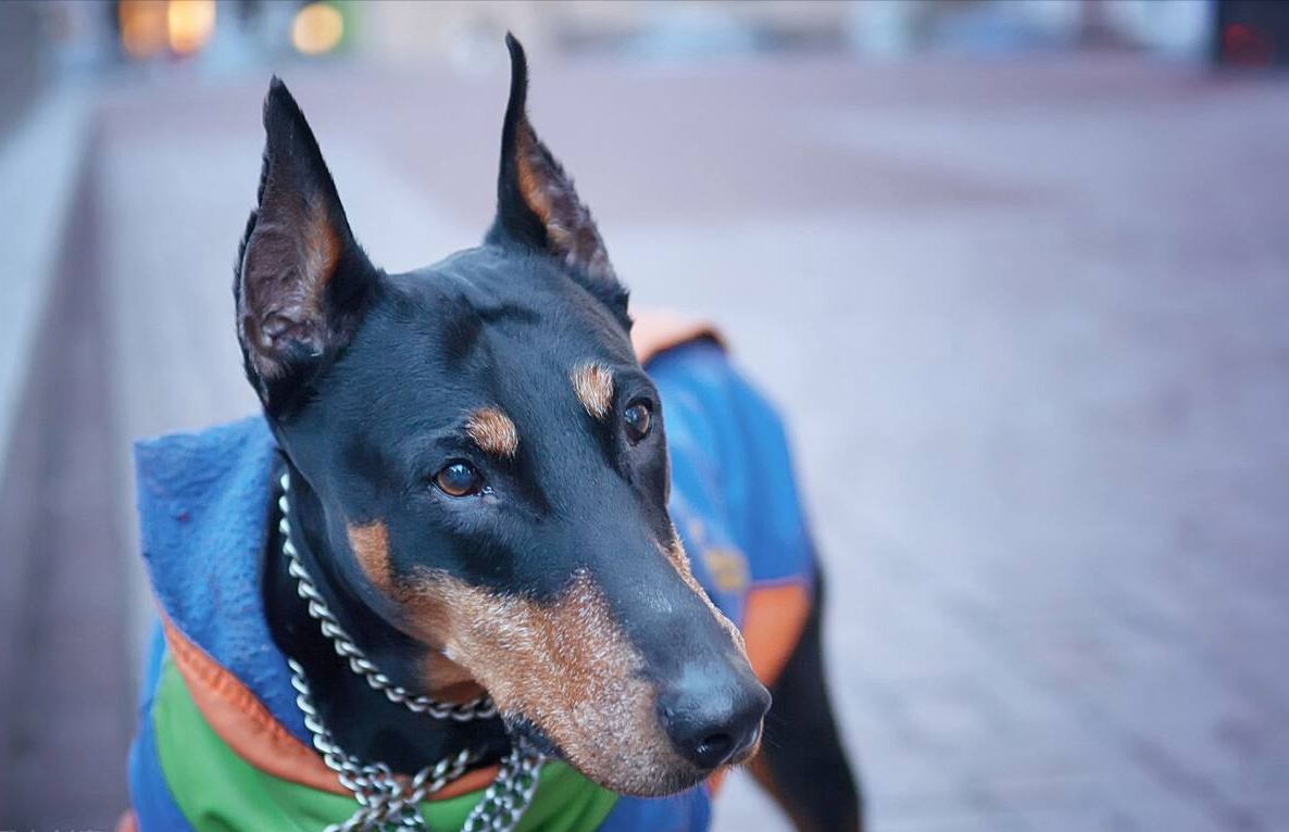 分享养杜宾犬的六大好处（杜宾犬好养吗）