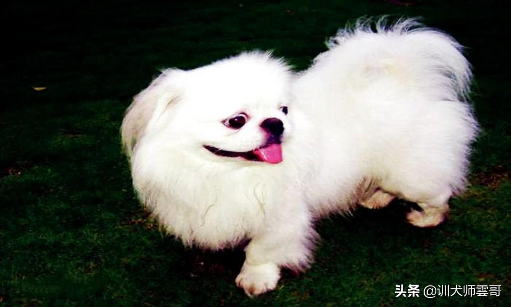 十种脾气好的小型犬介绍（小型犬哪个聪明好养）