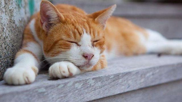 怎么判断猫咪是否发烧(如何分辨猫咪是否发烧)