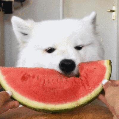 狗狗可以吃红薯吗(狗狗可以吃的这些蔬果)