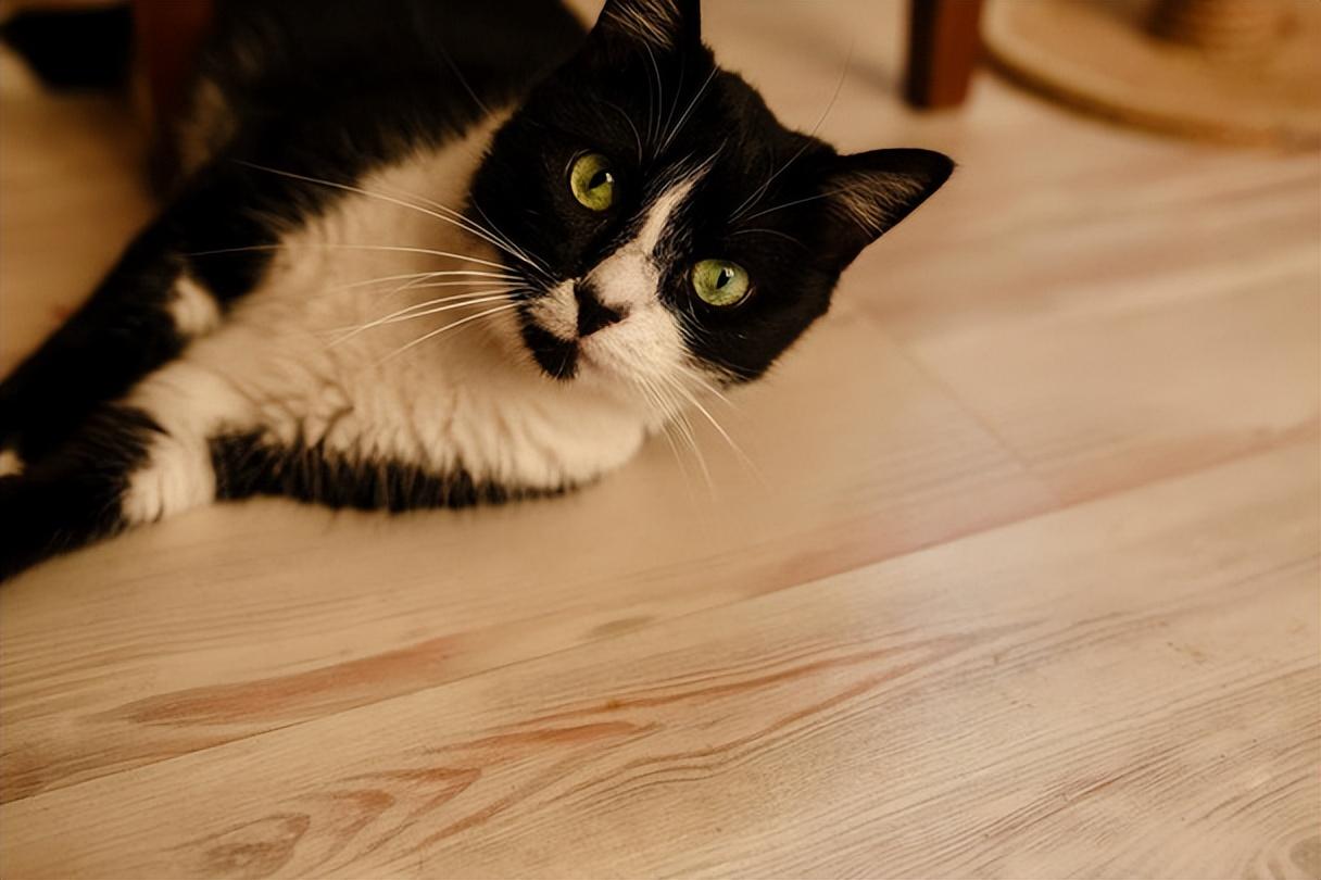 公猫太胖了怎么办（ 分享猫咪减肥知识大全）