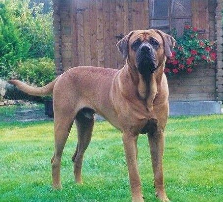 宠物犬排名及图片大全（宠物犬种类大全及名称）