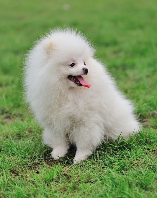 冬天博美还需要修理嘛