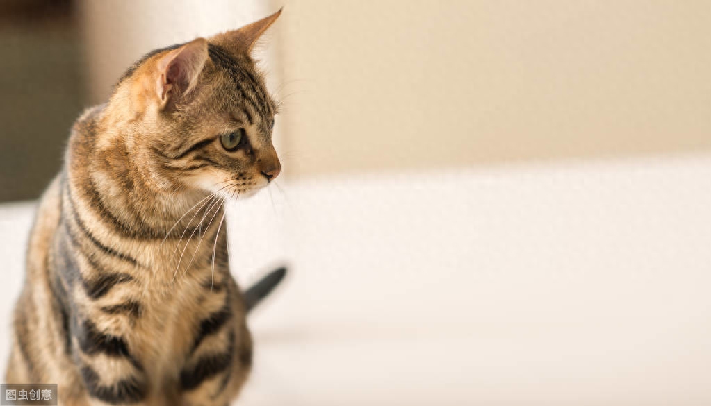 水煮的肉会将哪些营养流失掉（注意：千万别水煮肉喂猫了）