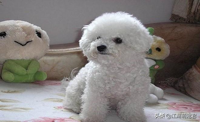 养比熊正确的方试（比熊犬怎么照顾）