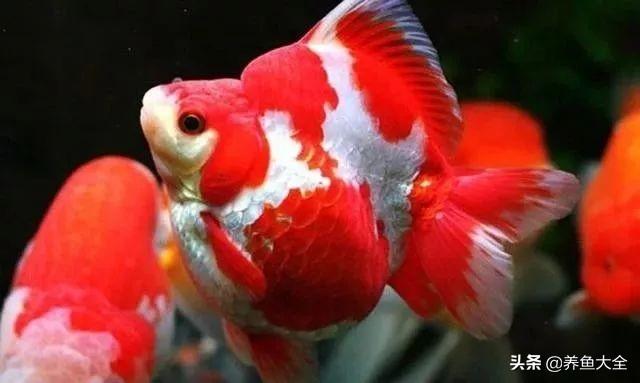 适合新手养的金鱼品种推荐(好养的金鱼品种有哪些)