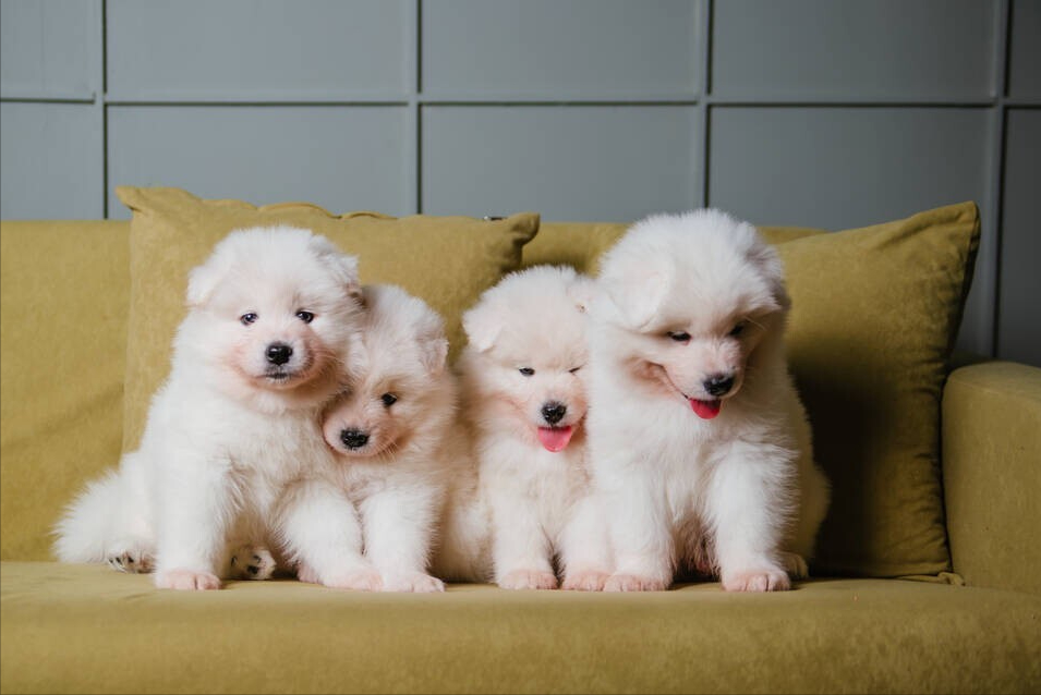 萨摩耶犬的饲养方法（手把手教你怎么喂养萨摩耶幼犬）