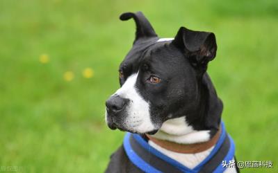 狗狗打嗝怎么回事(狗狗打嗝了是因为什么)