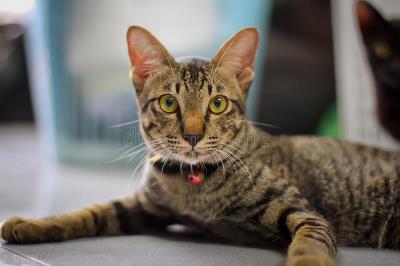 小猫什么时候可以做驱虫（幼猫什么时候可以驱虫）