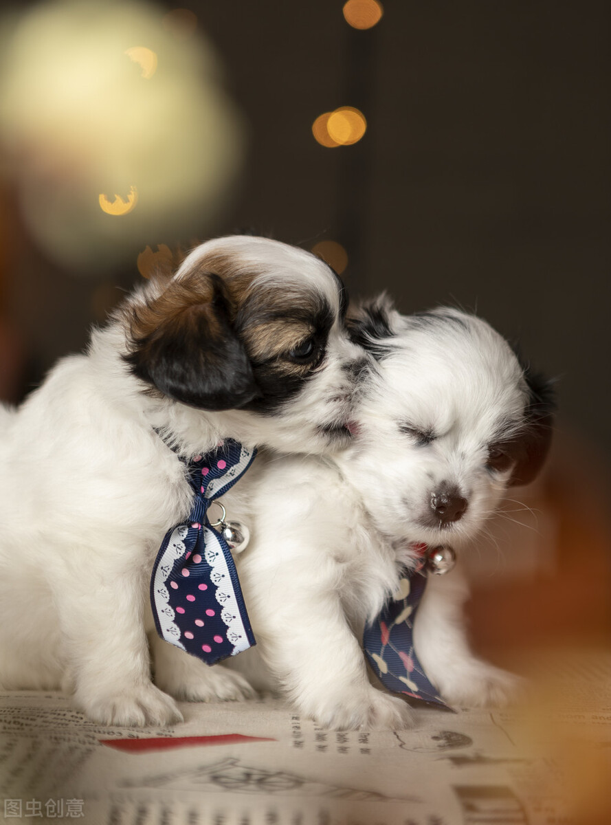 分享治疗犬窝咳最有效的药（附：幼犬窝咳的一般治疗方法）